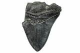 Partial Fossil Megalodon Tooth - South Carolina #277411-1